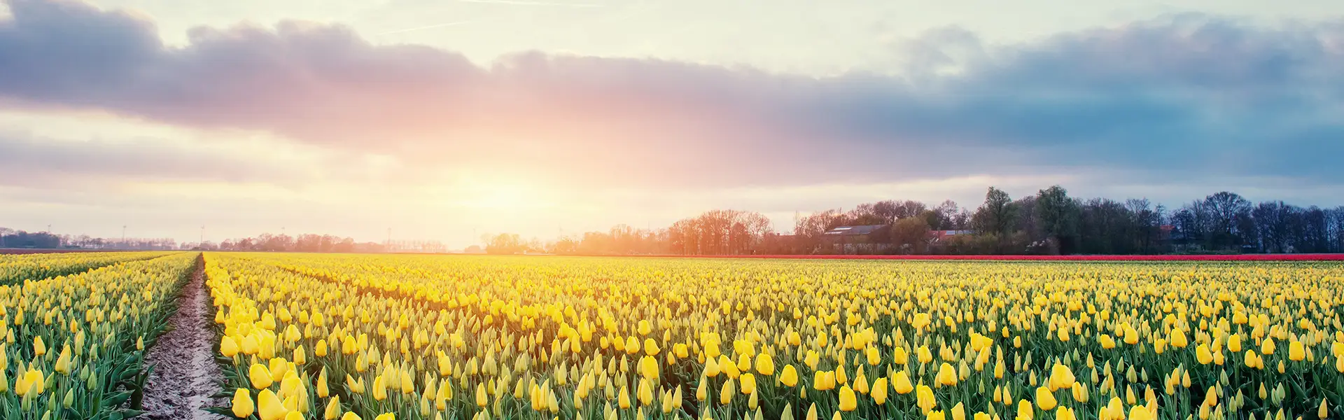 header_leni